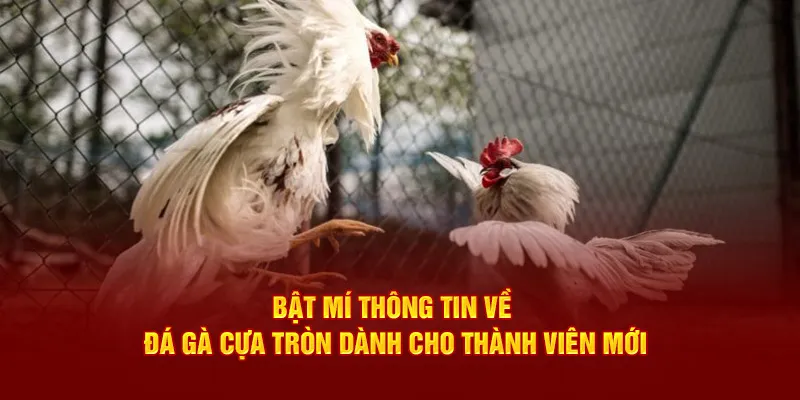 Bật mí thông tin về đá gà cựa tròn cho tân thủ