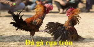 Đá gà cựa tròn 78Win